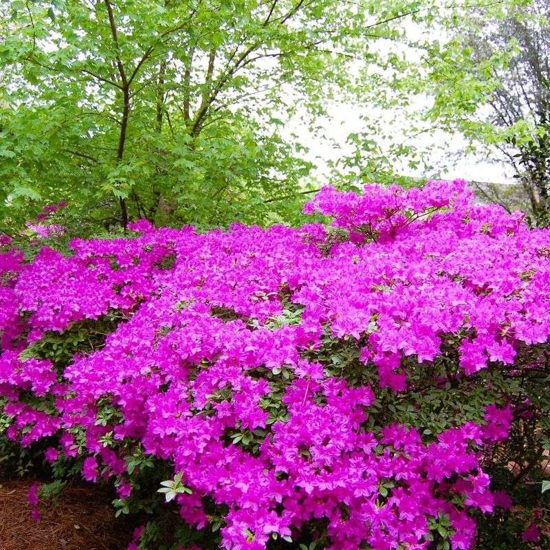 Azaleas