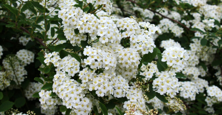 white flowering shrub