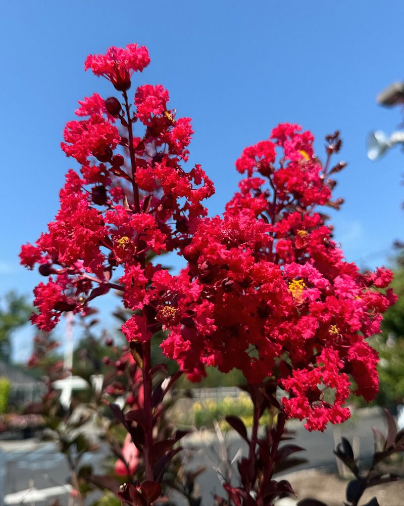 Crape Myrtle