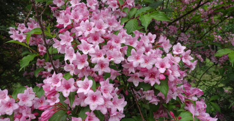 pink flower shrub