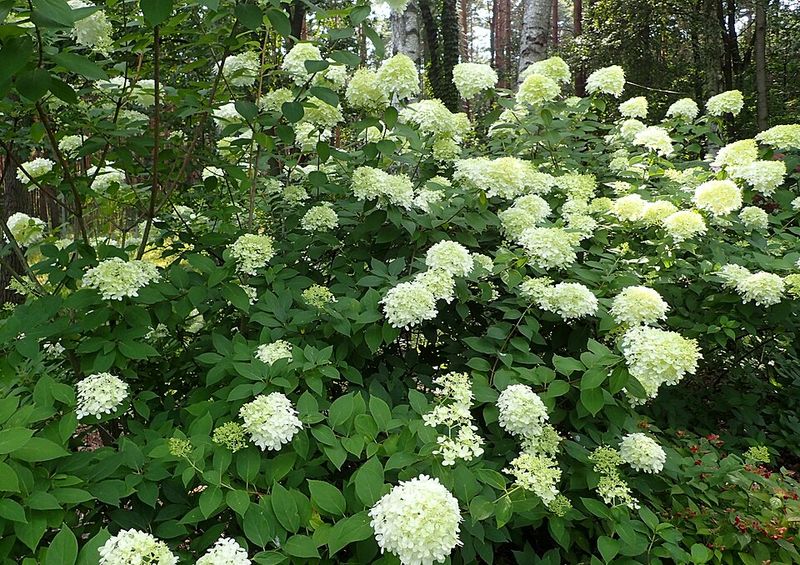 Panicle Hydrangea Takes A March Prune For Strong Summer Blooms