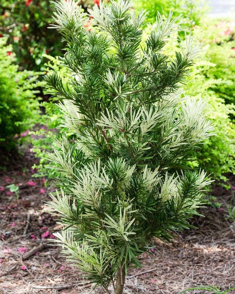 Podocarpus Outgrows Its Spot Fast