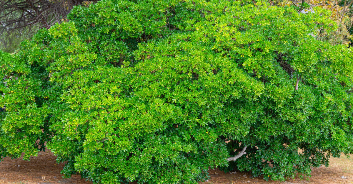 Pittosporum tobira