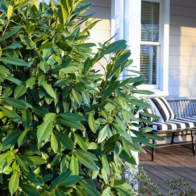 Skip Laurel Grows Thick And Fast