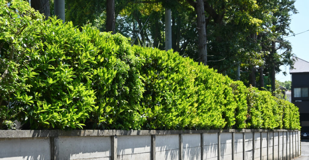 9 Shrubs That Bring Privacy To Georgia Yards Without Fences