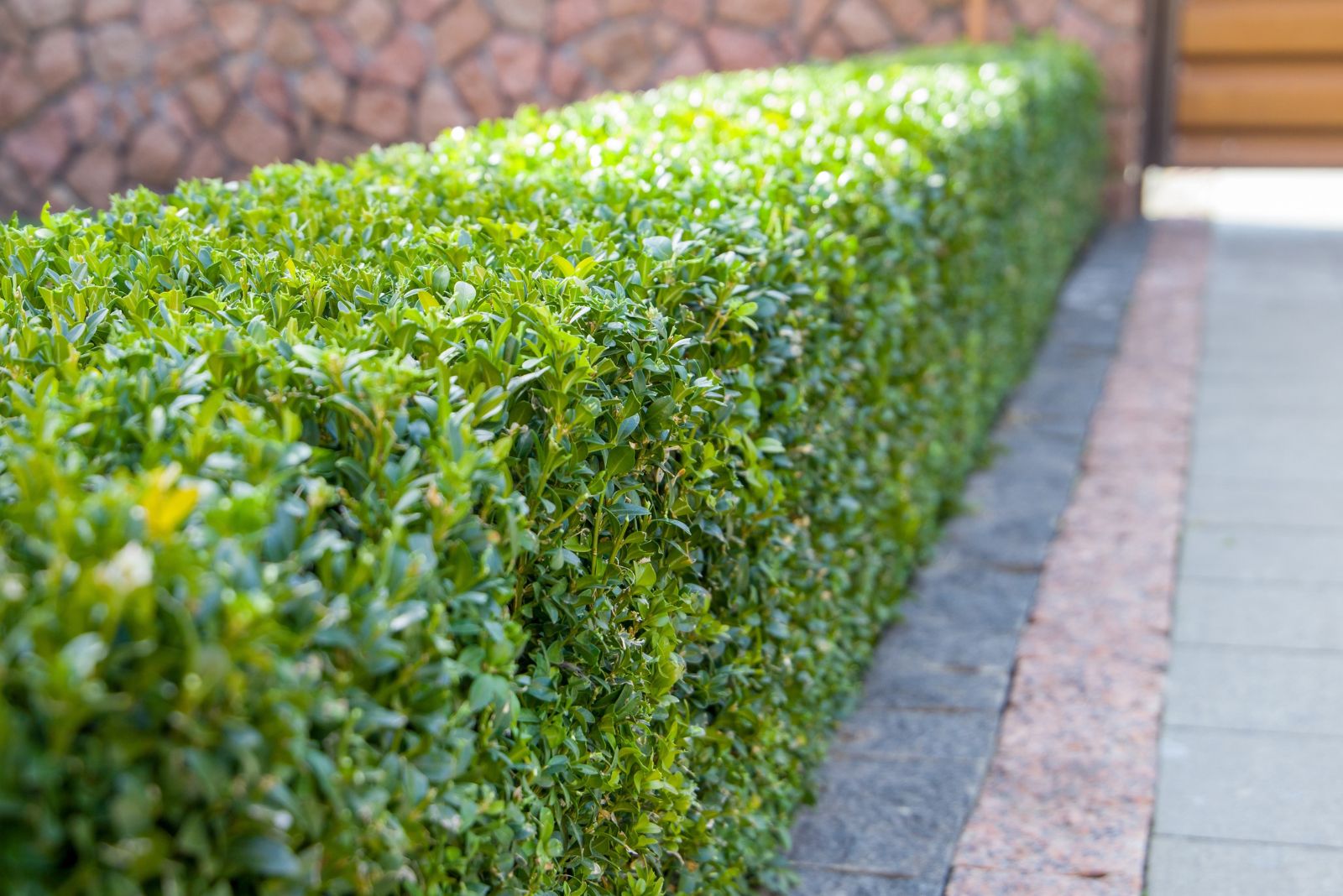 boxwood