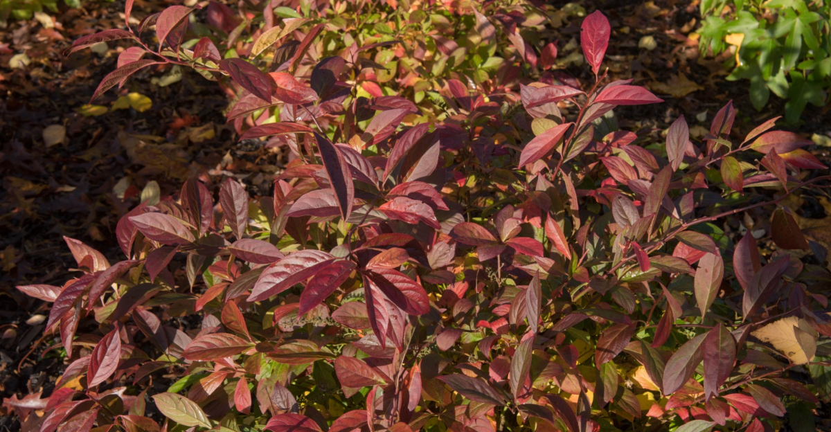 Virginia Sweet Spire Shrub