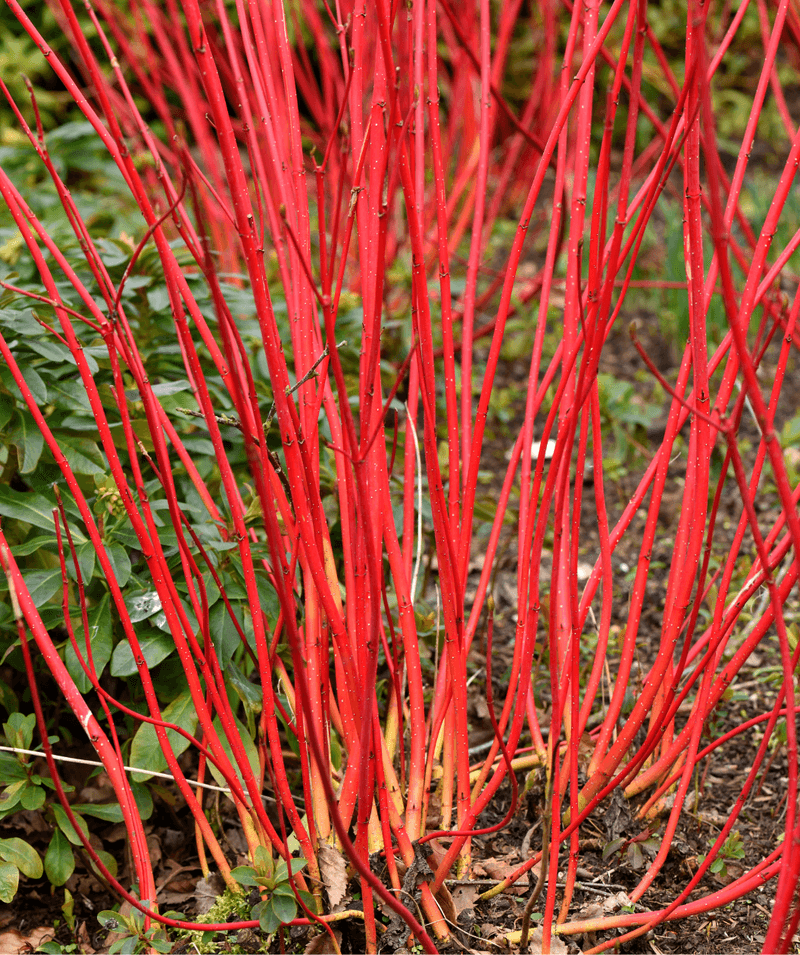 Red Twig Dogwood Brings Brilliant Winter Color To Ohio Gardens