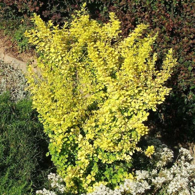Golden Barberry Lights Up Sunny Borders
