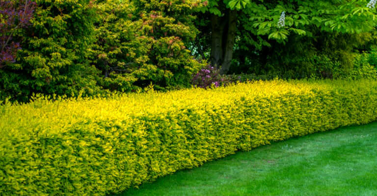 9 Shrubs With Brilliant Golden Foliage To Illuminate Your North Carolina Garden