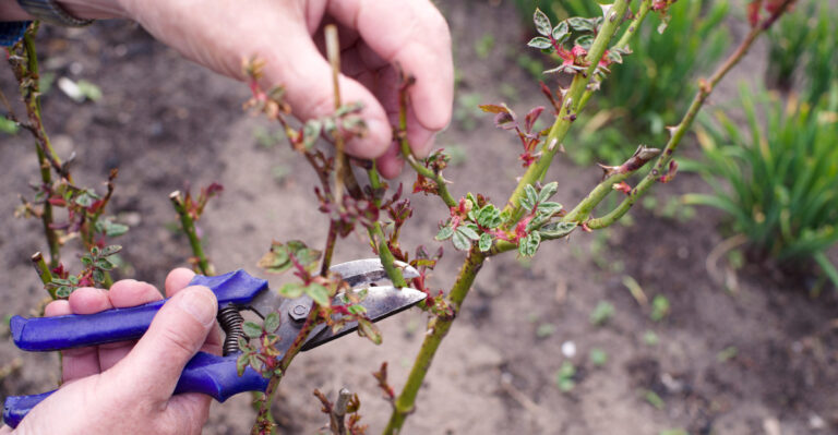 pruning plant (featured image)
