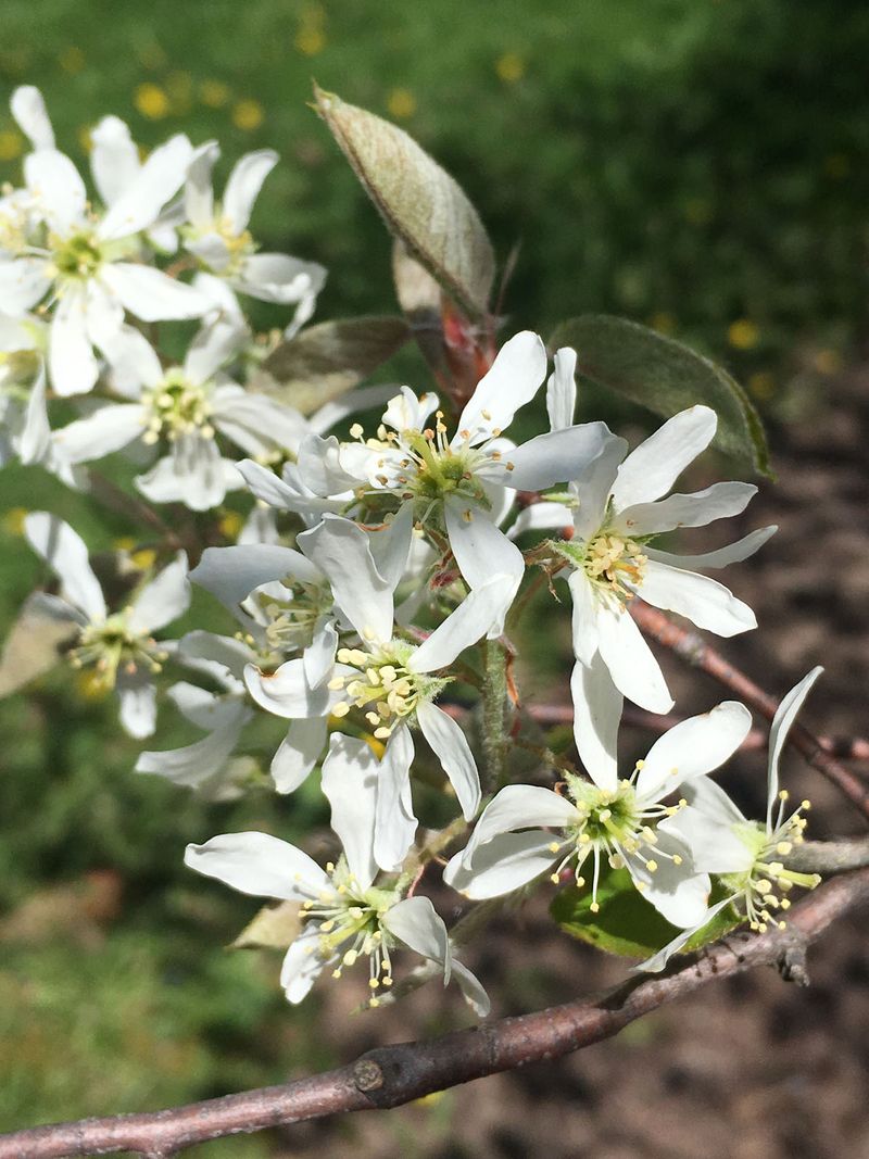 Serviceberry Delivers Spring Flowers And Summer Berries