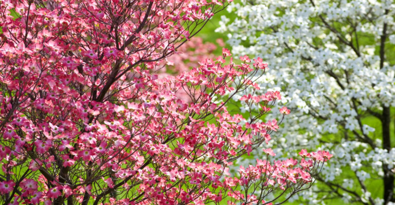 9 Small Native Trees Perfect For Michigan Front Yards