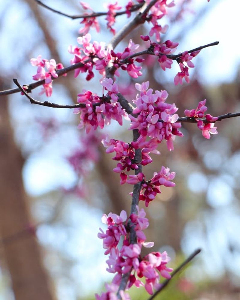 Eastern Redbud Bursting With Spring Color