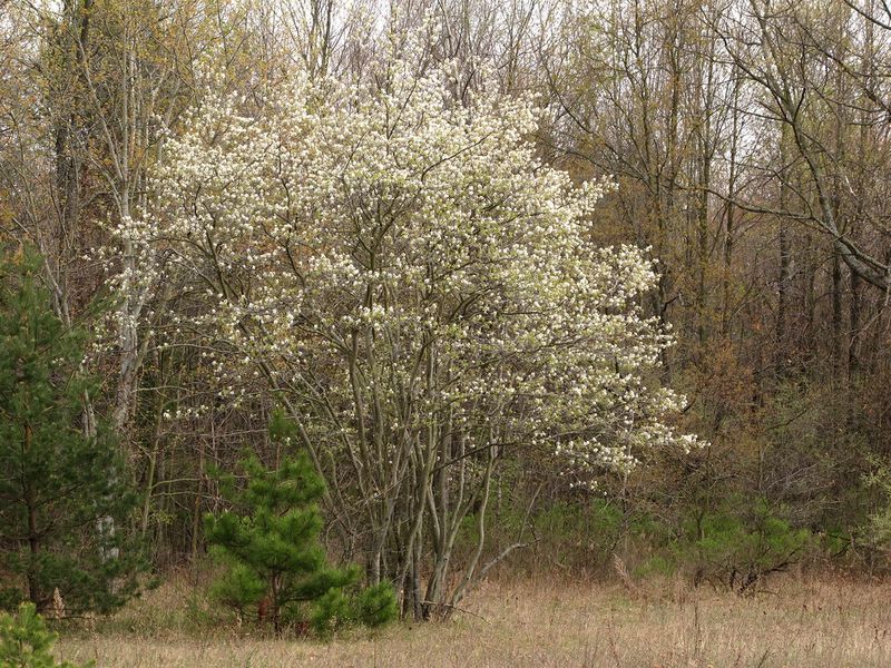 Serviceberry (Amelanchier)