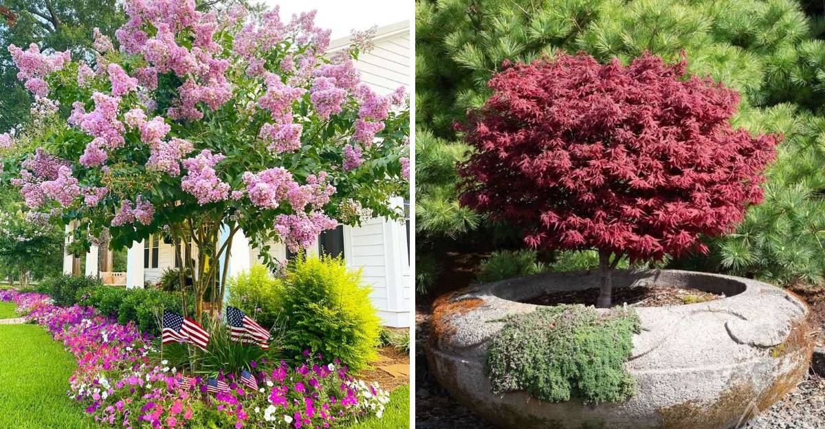 Crape myrtle and Japanese maple