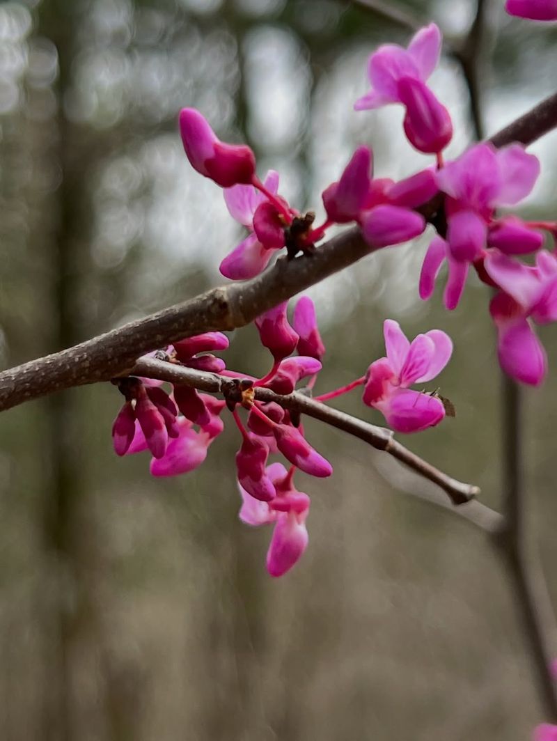 Eastern Redbud Brings A Burst Of Pink Flowers In Early Spring