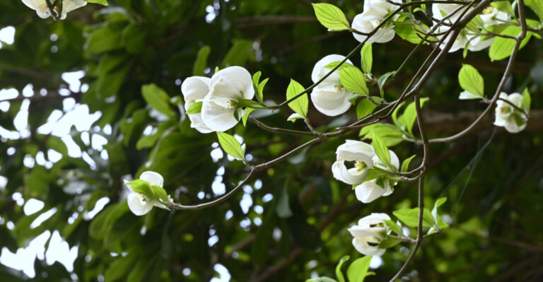 tree (featured image)