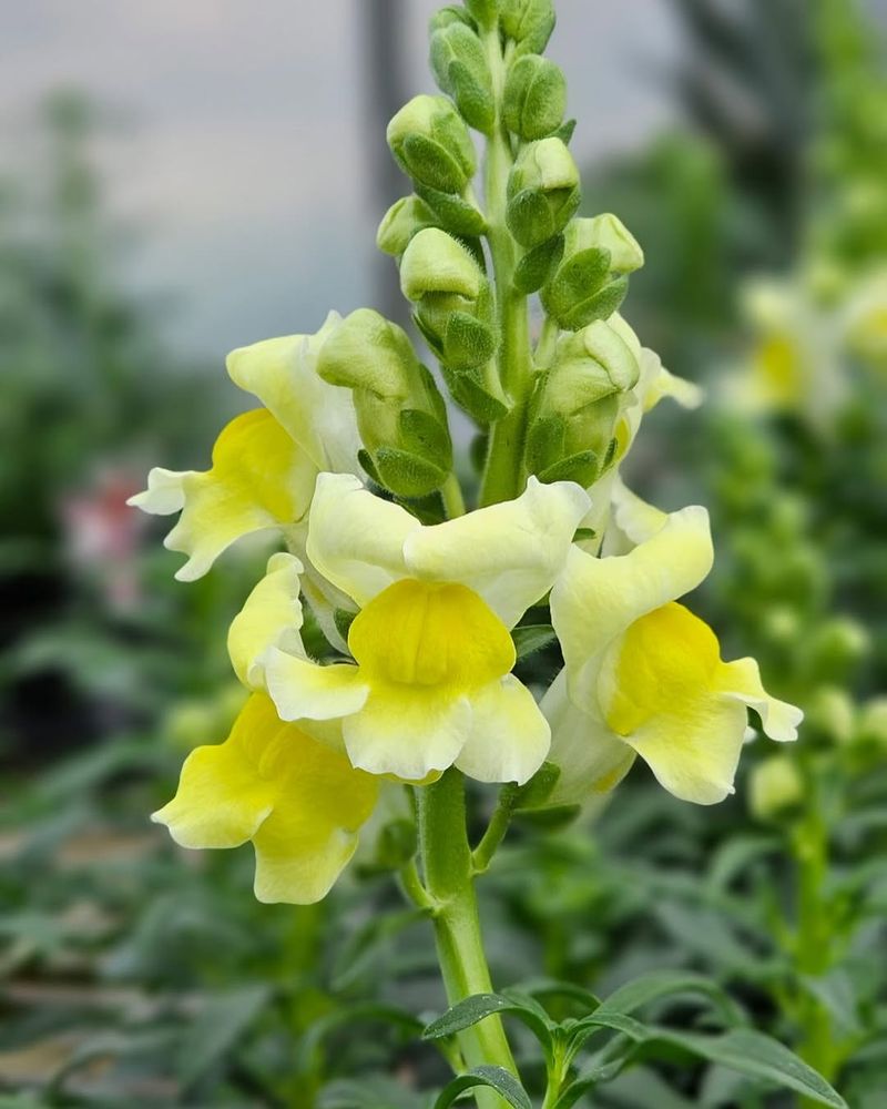 Snapdragons