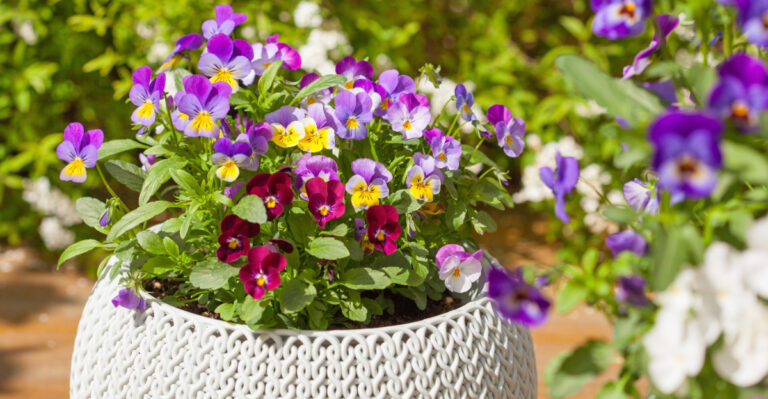potted pansies