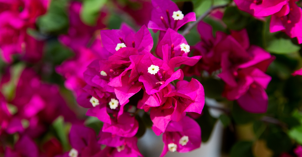 bouganevilla