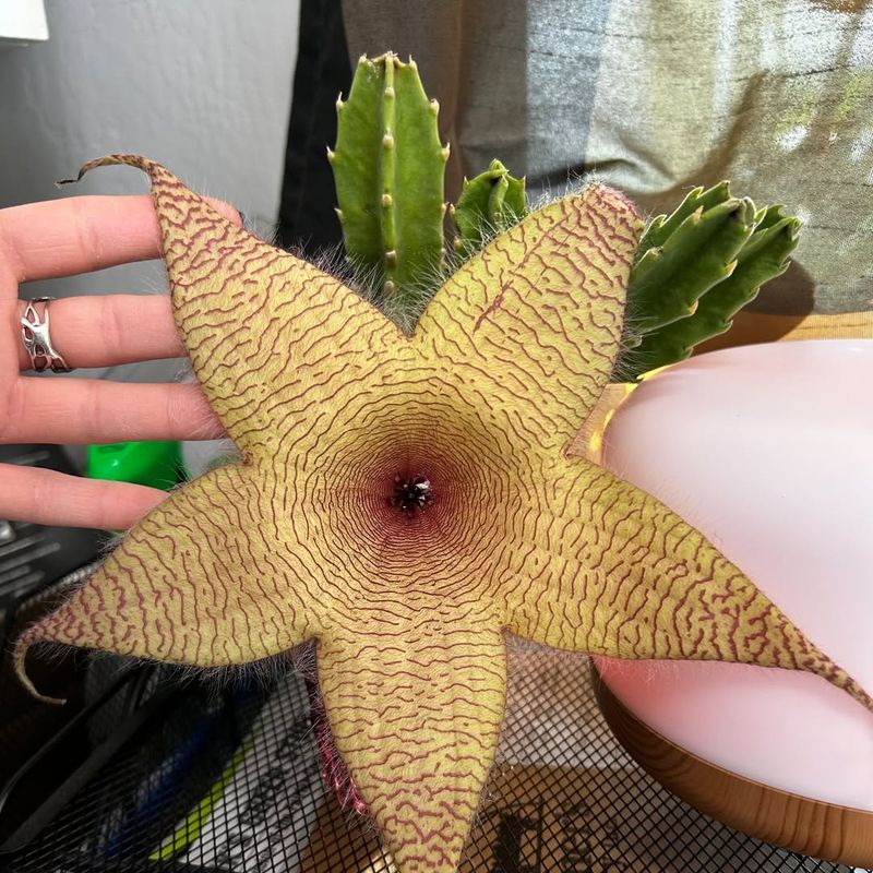 Stapelia Gigantea Grows Huge Starfish-Shaped Flowers