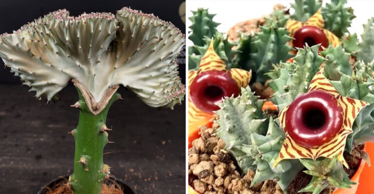9 Strange-Looking Succulents You Should Try Growing In Arizona