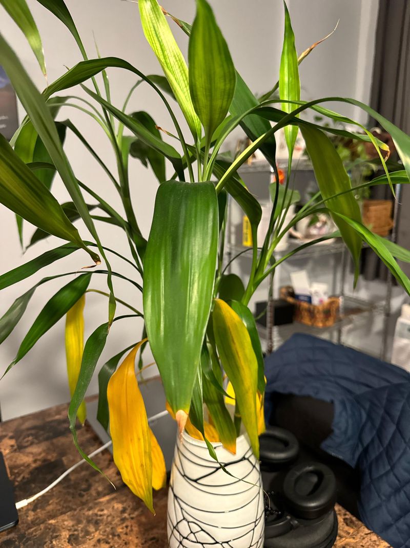 Understand Colorado's Dry Climate