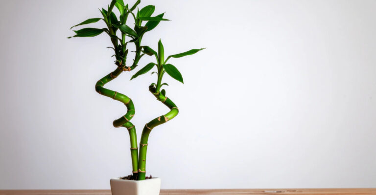 Lucky bamboo