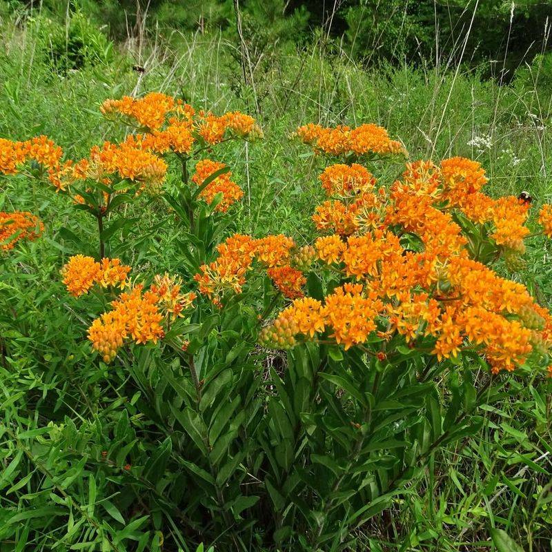 Butterfly Weed Supports Monarch Caterpillars And Pollinators