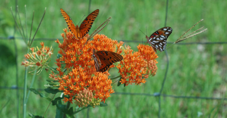 plant (featured image)