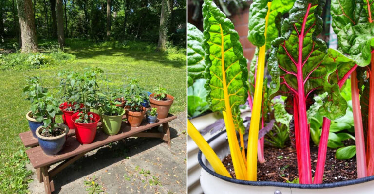 veggies in containers