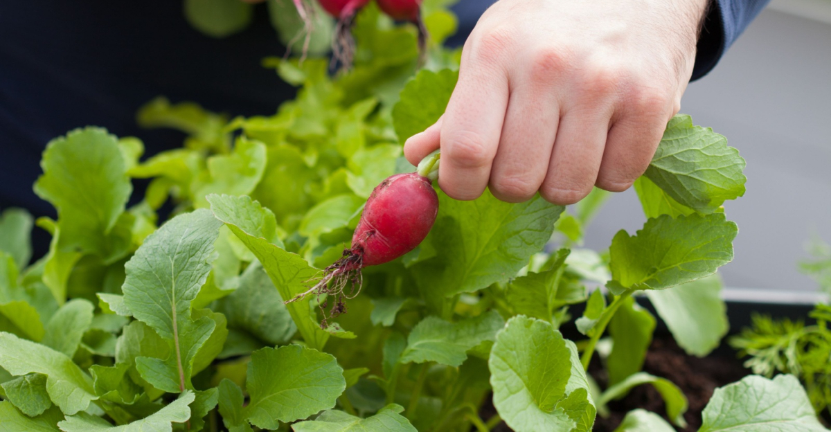 radish in container
