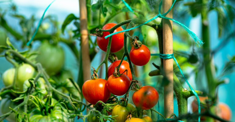 tomatoes (featured image)