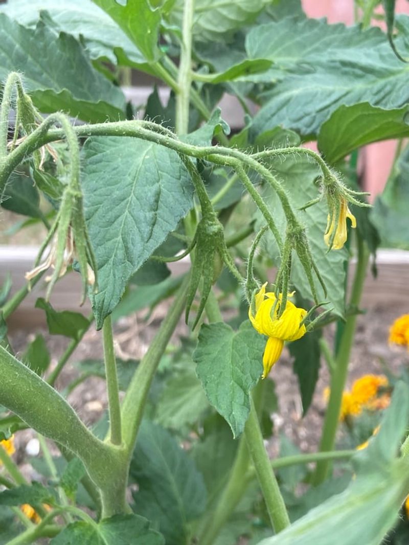 Tomatoes Produce Juicy Fruit And Thrive In Warm Sunny Spots