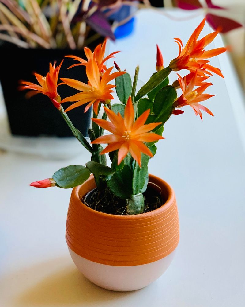 Give Your Easter Cactus Bright Light Without Direct Texas Sun