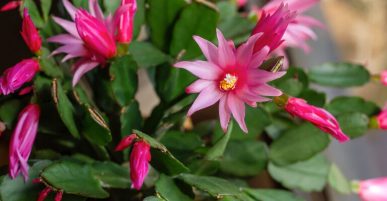 9 Ways To Protect Your Easter Cactus From Texas Heat And Sun Stress