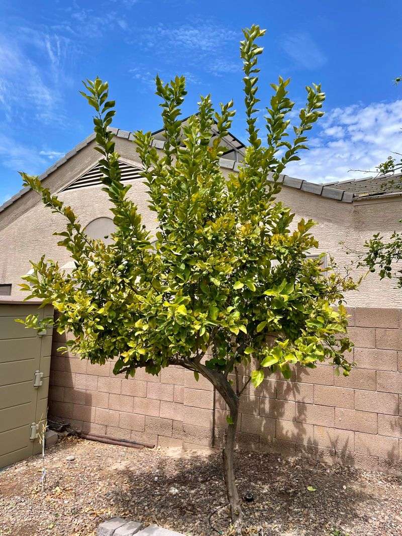 Mulch To Keep Soil Moist And Roots Protected