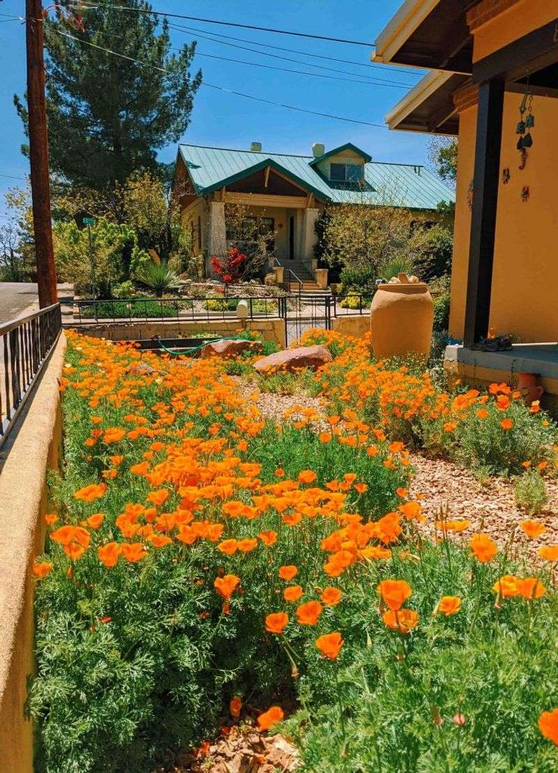 Where To Plant California Poppies
