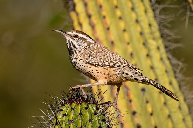Loud Calls Usually Signal An Established Territory Nearby
