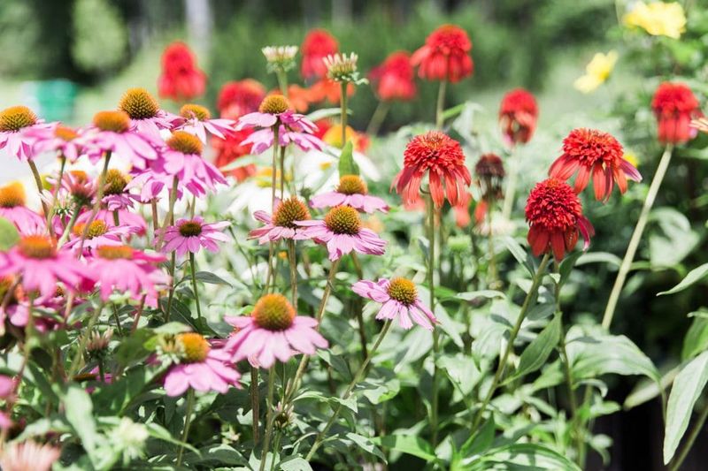 A Reliable Perennial That Returns Strong Year After Year