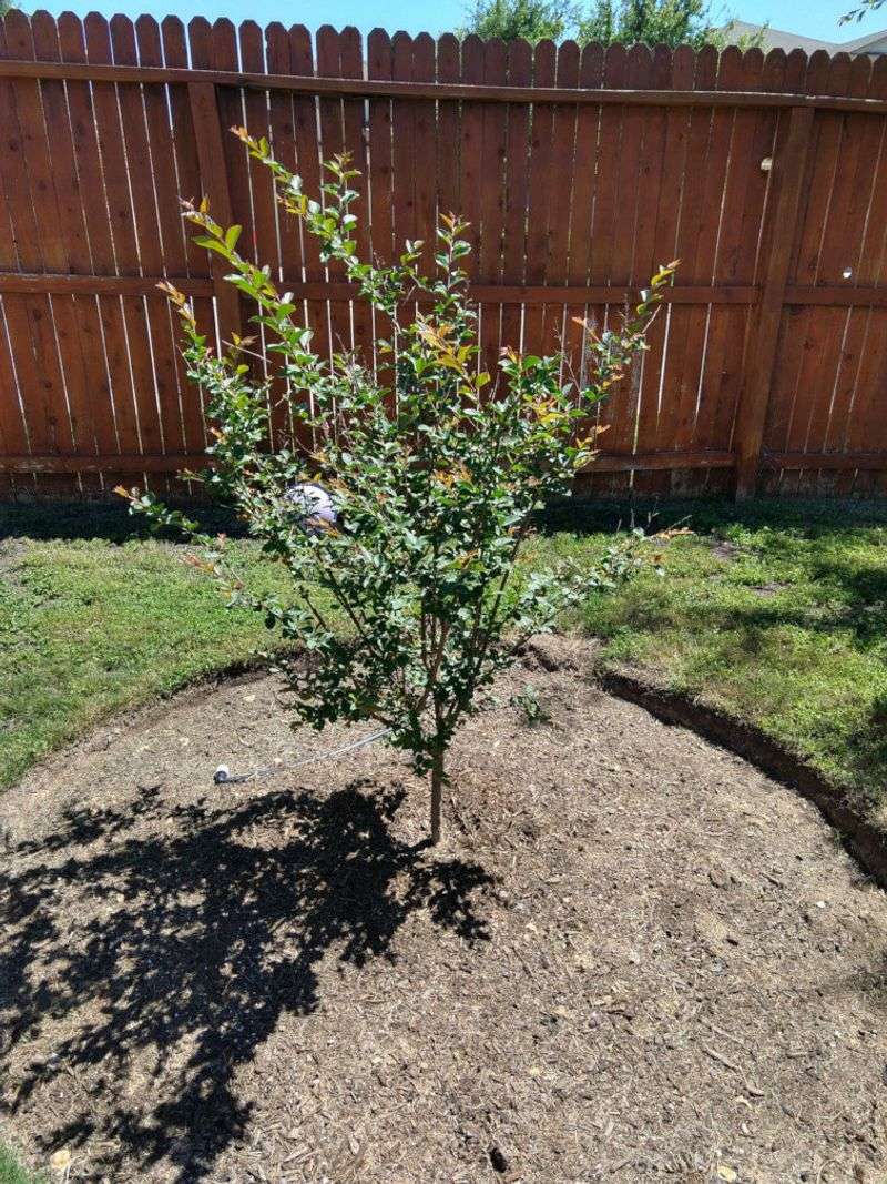 Young Plants Need Time To Settle In Before Blooming Fully