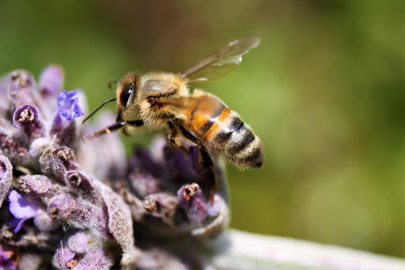 A Natural Boost For Bees And Butterflies