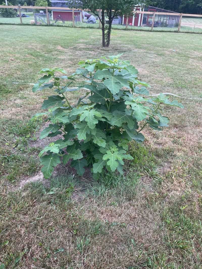 Young Fig Trees Often Focus On Roots Before Fruit