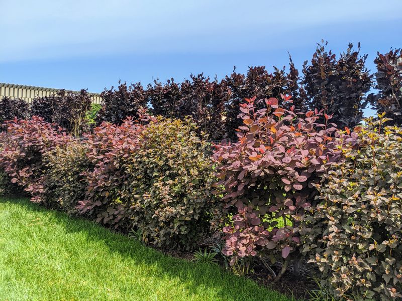 A Small Native Shrub Foundation Planting