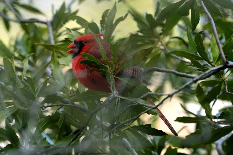 Thick Shrubs Matter More Than Fancy Feeders