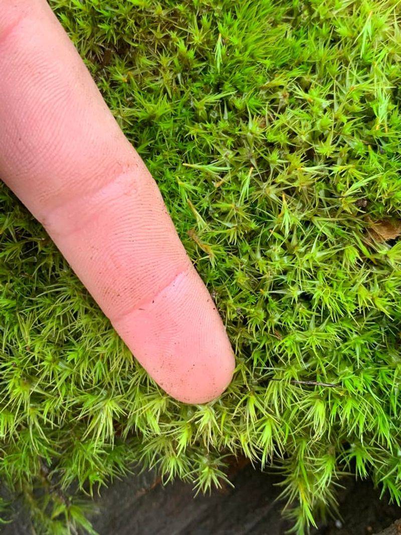 Low Soil pH Can Make Moss More Likely To Spread