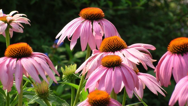Long Lasting Blooms That Brighten Paths From Summer To Fall