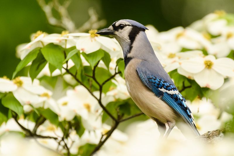 Why Birds And Pollinators Keep Coming Back To It