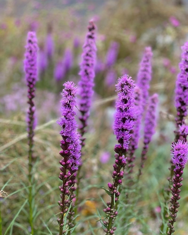 Nectar Rich Flowers Attract Many Butterfly Species